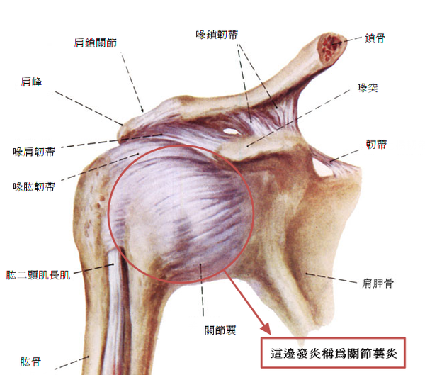 肩周炎運動法圖